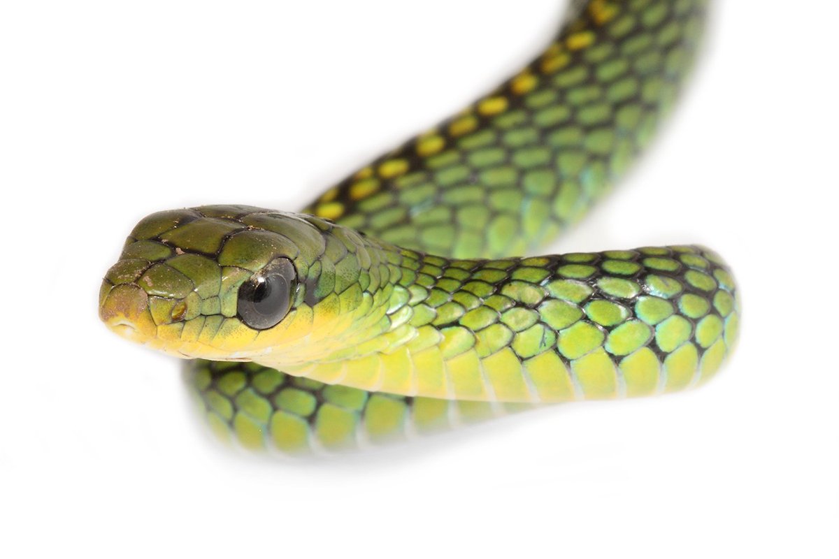 bioweb9's tweet image. La especie del día. Chironius monticola.
Chironius viene de Quirón (mitología griega, ligado a la medicina).
Monticola = habitante de las montañas.
Naturaleza + simbolismo 🍀
📷 David Salazar 
🔗n9.cl/f2tvs
#biodiversidad #wildlifeconservation #snakes