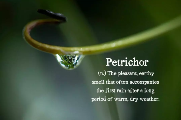 FreelanceOwl's tweet image. Petrichor:
(n.) the pleasant, earthy smell that often accompanies the first rain after a long period of warm, dry weather
#W𝐫i𝐭e𝐫s 
#𝐖e𝐝n𝐞s𝐝a𝐲W𝐨r𝐝