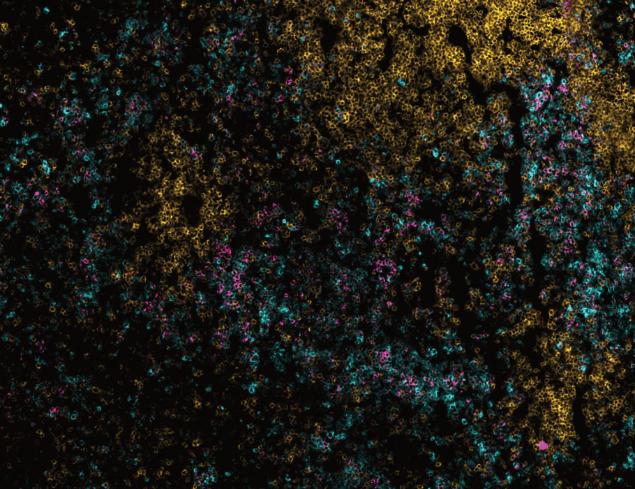 Science Immunology tweet media