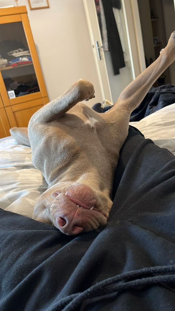 SillyLayla4dm's tweet photo. No one does it better than my pup🐾🐕‍🦺🍆
Join my group to get all my zoo videos and exclusive contents
To watch full vid on my tele👇🖇️
https://t.co/Uw1HiszXPi

#teenagegirls #NoLimit #Zoophilia
#zopositivity #dogknotting
#AUSummit2026 #dogwhore #horsephiles https://t.co/uQ97v70r7p