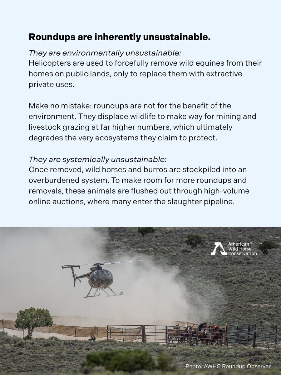 American Wild Horse Conservation tweet media