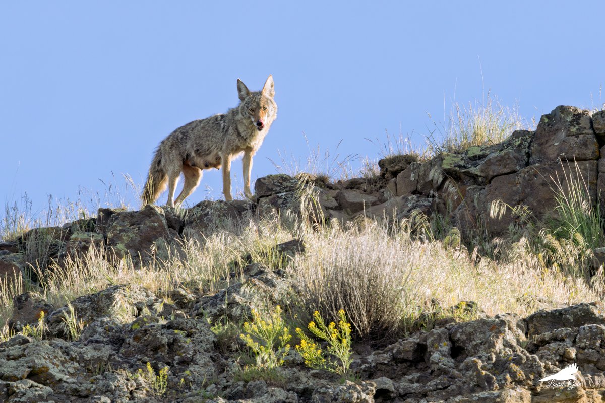 laurel_gale's tweet image. Hungry Mama Coyote

This lactating female is licking her lips as she looks down from the hilltop. Nursing takes a lot out of a coyote.

Full-res preview and prints here: laurel-gale.pixels.com/featured/hungr…

#nature #wildlife