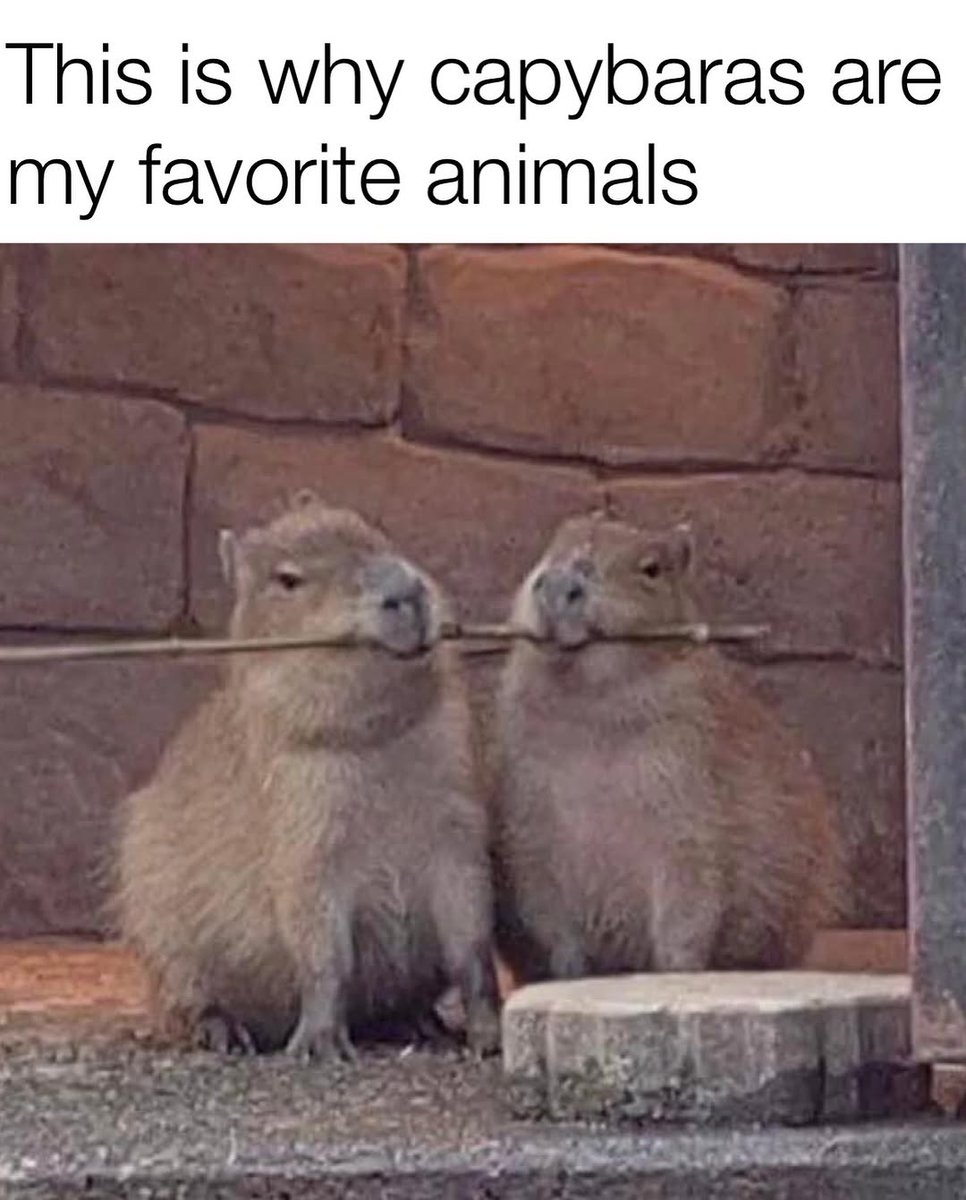 capybara owner tweet media