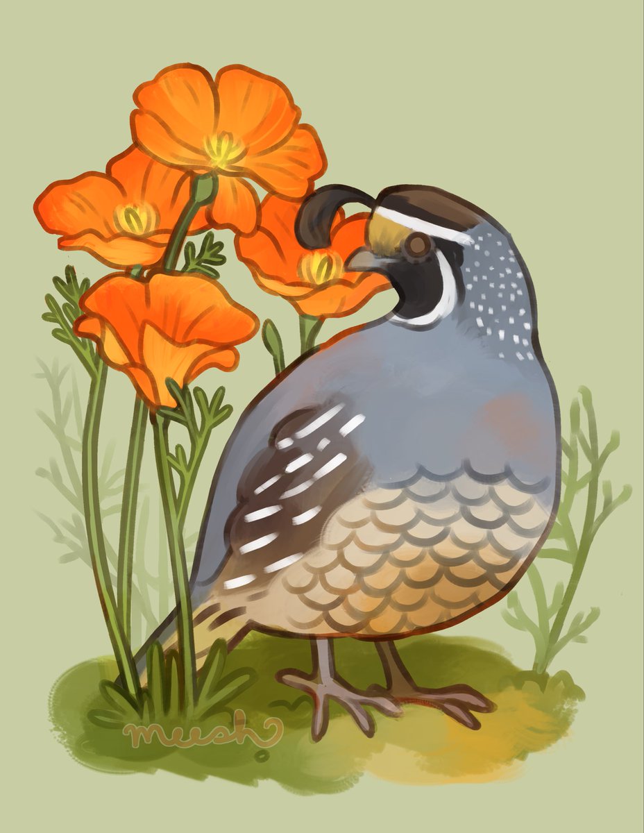 California quail ✨🌿