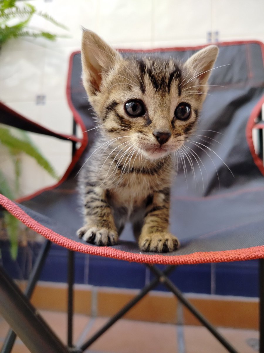 equidistanta tweet media