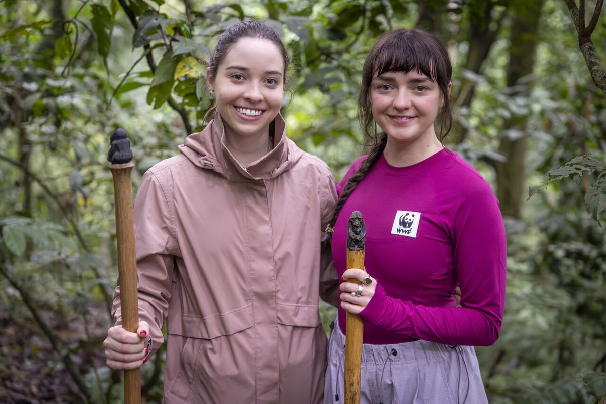 showmeuganda's tweet image. Game of Thrones star Maisie Williams visited 🇺🇬's Bwindi  National Park,describing the experience as “once in a lifetime”

Malsie is championing @WWFUganda's “Adopt a Gorilla” program, which supports ongoing conservation efforts across Uganda

#ShowMeUganda #ExploreUganda