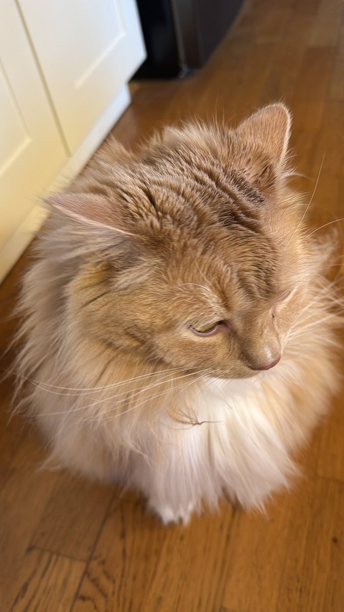 M1 hatte Spargel gekauft, es gab geschmolzene Butter dazu. Der Kater fand die Butter oder die Butter fand den Kater. 
Er heißt jetzt Butterkeks.