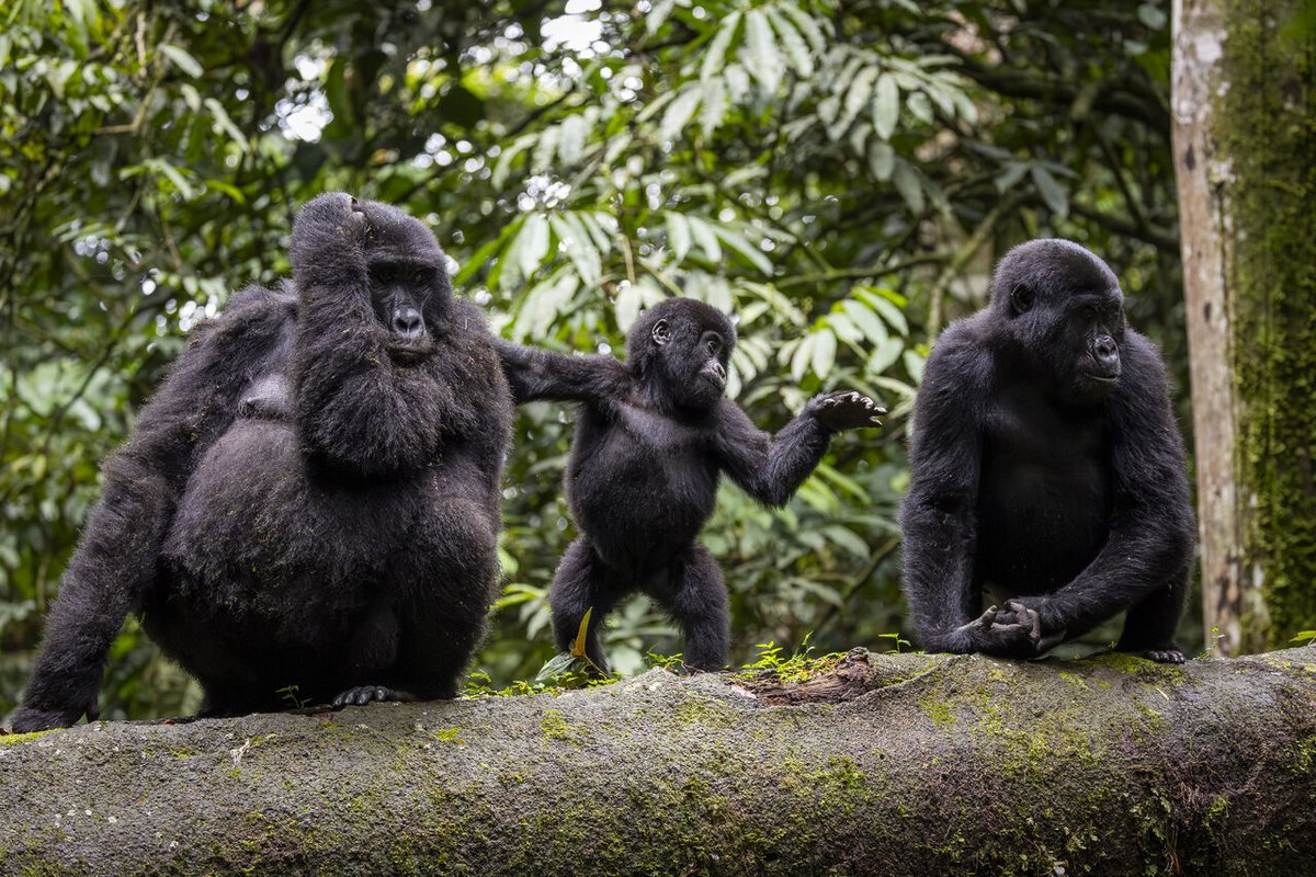 showmeuganda's tweet image. Game of Thrones star Maisie Williams visited 🇺🇬's Bwindi  National Park,describing the experience as “once in a lifetime”

Malsie is championing @WWFUganda's “Adopt a Gorilla” program, which supports ongoing conservation efforts across Uganda

#ShowMeUganda #ExploreUganda