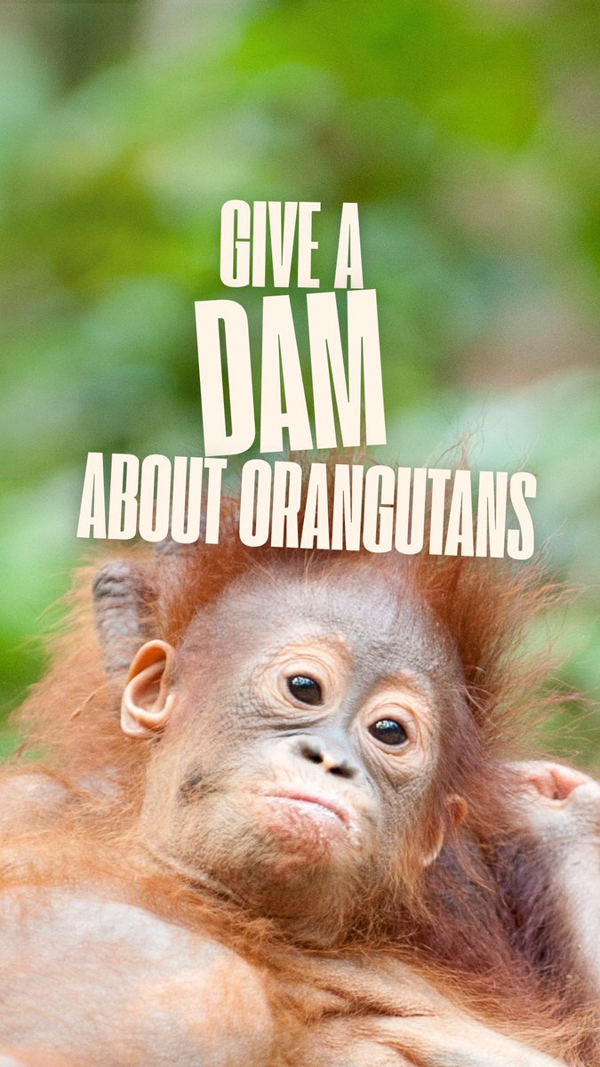 Orangutan Outreach 🦧❤️🌳 tweet media