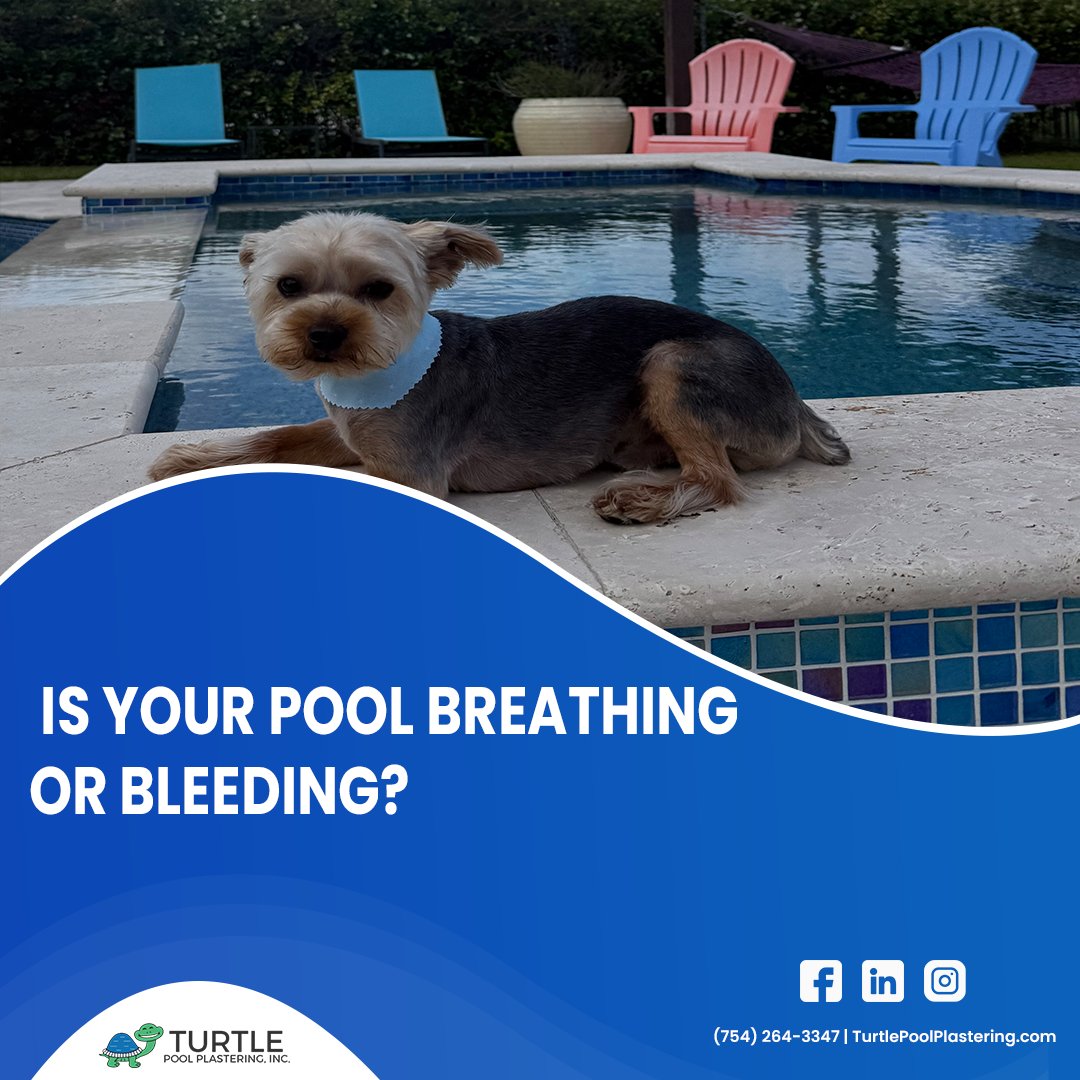 TurtlePoolzZ's tweet image. We asked our Chief Happiness Officer, Flipper, for a quote on pool maintenance.

He said: 'If the water isn't perfect, how am I supposed to judge your cannonball form?' 

#TurtlePool #PoolMaintenance #ChiefHappinessOfficer #PoolPlastering #ClearWater