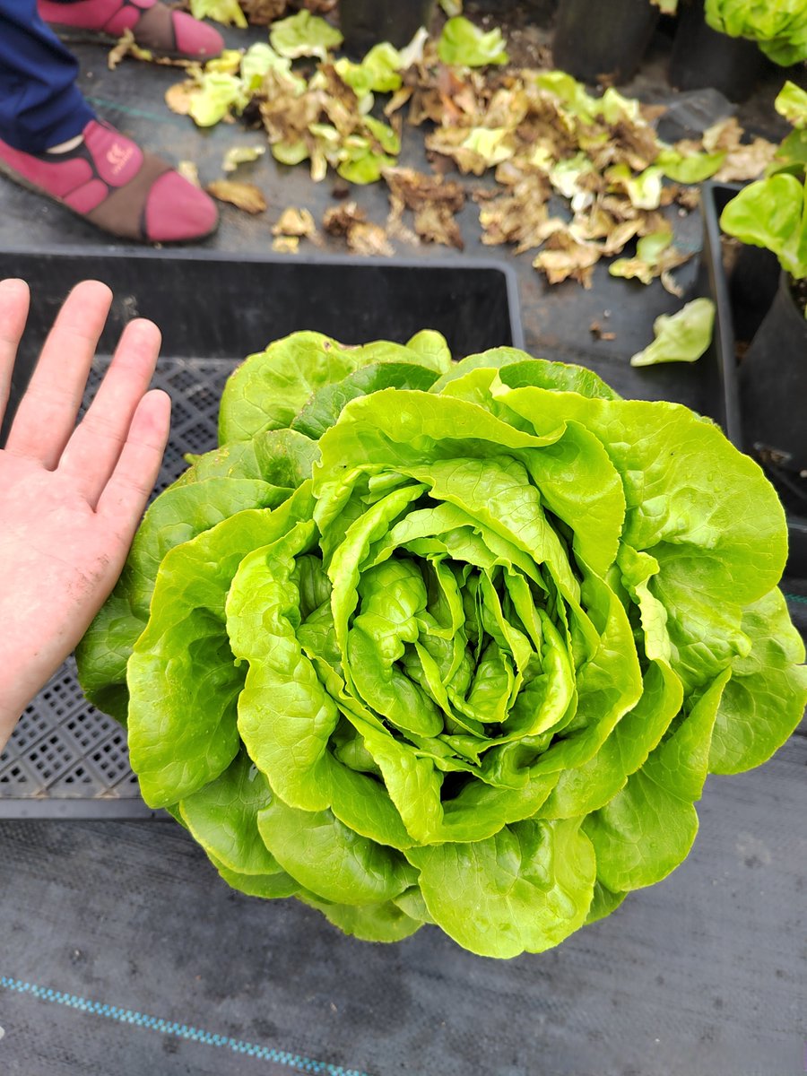 Alyssa Pensirikul tweet media