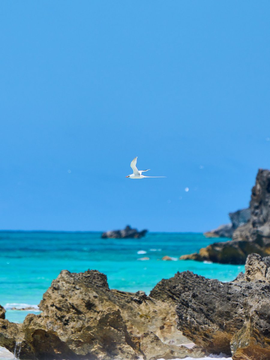 BTAInsights's tweet photo. Happy Earth Day from Bermuda 🌎

Learn how we lead in sustainability and ecotourism: https://t.co/7hJ4OYSD1J

#BTAInsights https://t.co/3A1qeogvy6