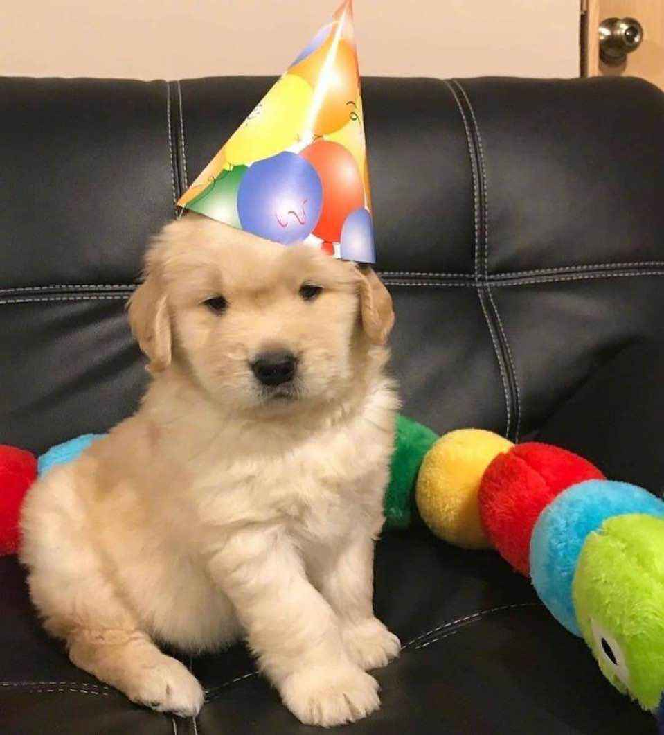 POUPPYPY BDAY YAYYYYYY GIMMEEE GIFYTS AND PETSSSSS