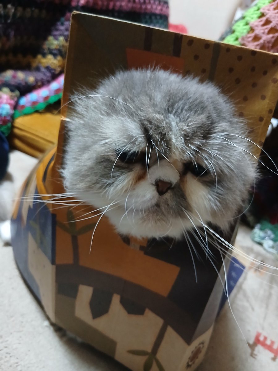 エンチャント tweet media