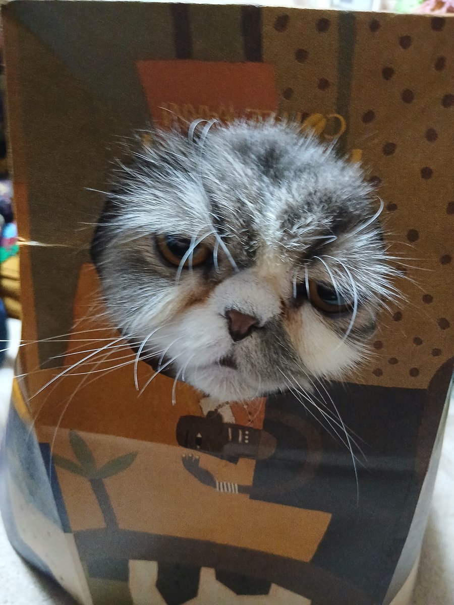 エンチャント tweet media