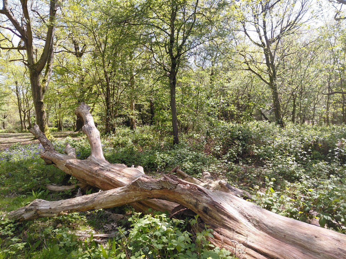 RyKas's tweet image. Happy #EarthDay I enjoyed a walk around #TunbridgeWells Common to celebrate the environment! 🌎