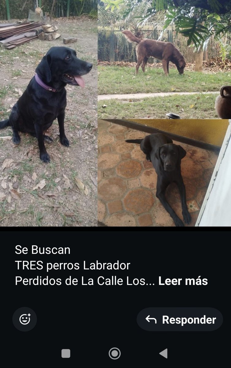Aparecieron los perritos de La Tahona 🙏🏻😇🇻🇪❤️❤️❤️
🎉🎉🎉🎉🎉🎉🎉🎉🎉🎉🎉