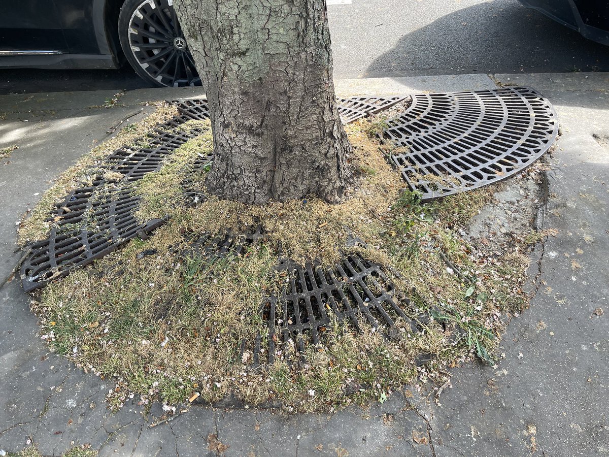 Paris XVI. Devant le square Lamartine. Entretien des arbres. Notez la disposition artistique de la grille. Au moins celui-ci n’a pas de résine. Monsieur <a href="/Jeremy_Redler/">Jérémy Redler</a> trouvez-vous cela normal ? <a href="/mairiedu16/">Mairie du XVIe</a>