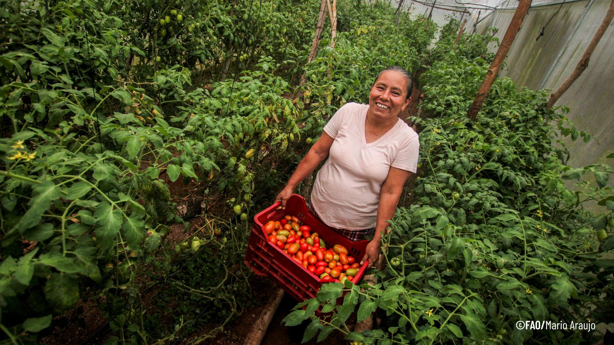 FAO El Salvador tweet media