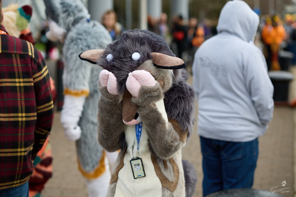 MeepRat's tweet photo. POV: you called me cute

📸TevoSilverFox https://t.co/emNmRzf73Y