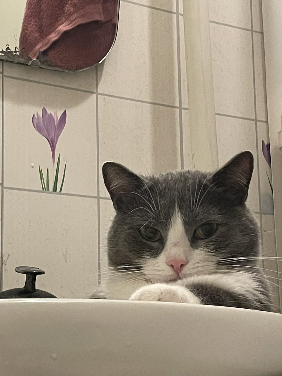 иногда я думаю иметь домашних животных так странно. вот живет у меня кот, он же просто есть, я его сама привела домой и решила, что он будет со мной жить, а он живет, приходит что-то мурлычет, иногда болтает со мной, сейчас вот сидит в раковине следит чтоб я не утонула