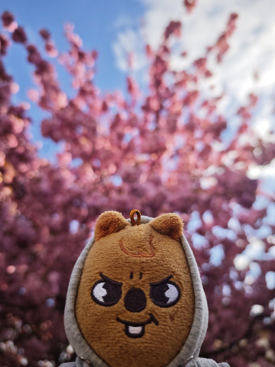 straykidirino's tweet image. 🌸 #hanquokka #cherryblossom #skz #한 #지사언 #지성아사랑해언제나