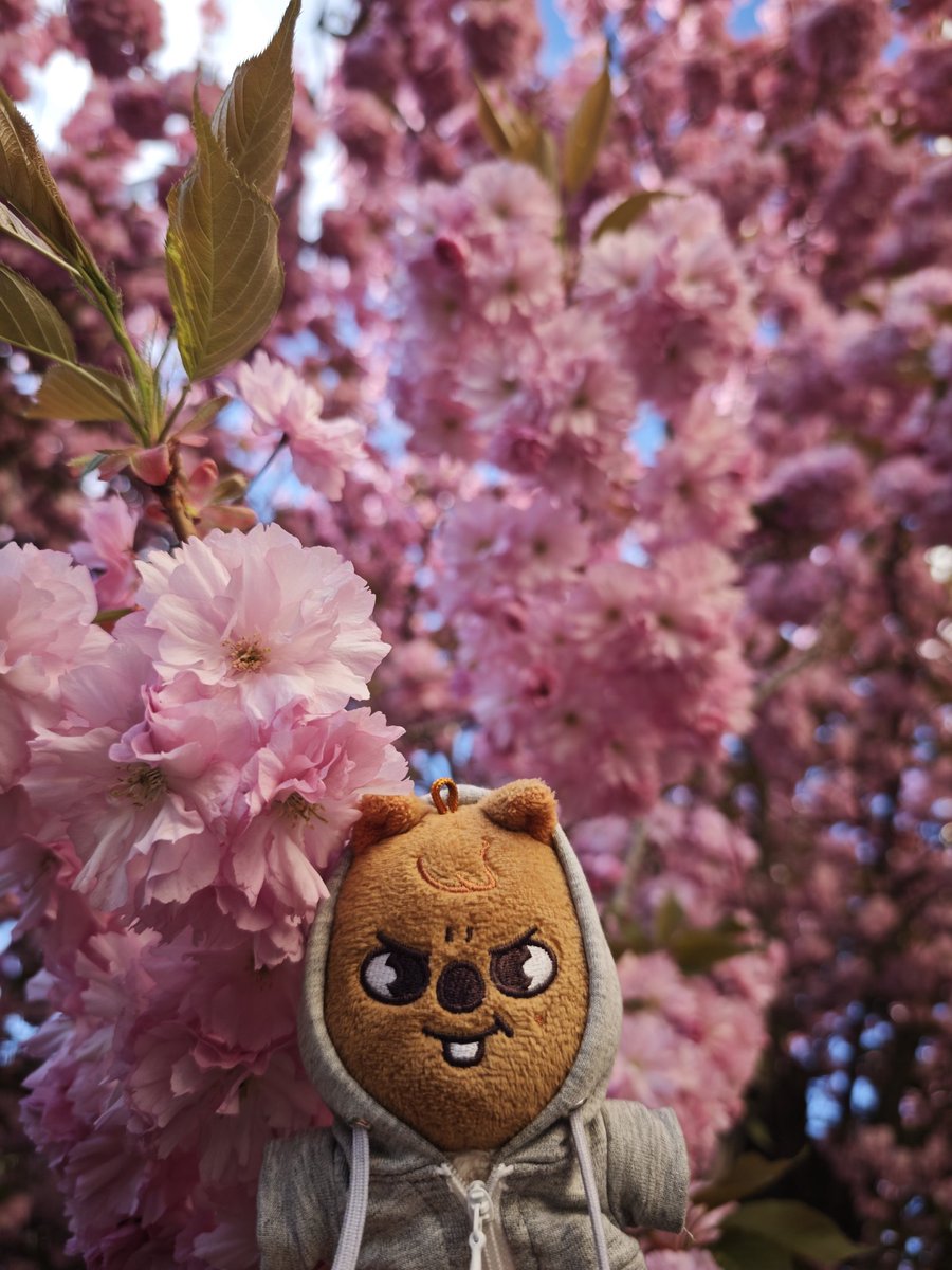 straykidirino's tweet image. 🌸 #hanquokka #cherryblossom #skz #한 #지사언 #지성아사랑해언제나