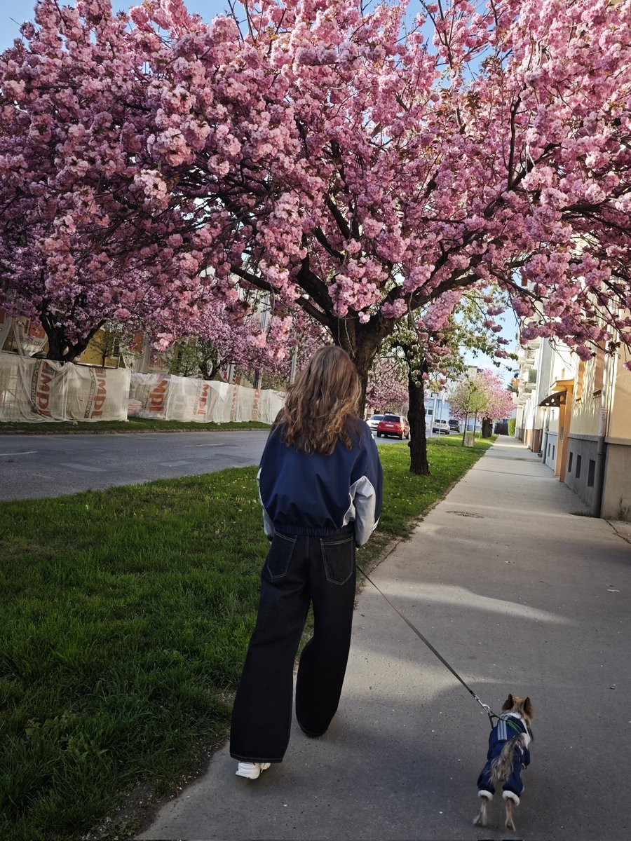 straykidirino's tweet image. 🌸 #hanquokka #cherryblossom #skz #한 #지사언 #지성아사랑해언제나