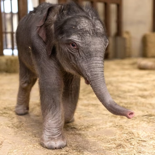 LinhMaiElephant's tweet photo. I am the National Zoo’s FIRST Asian elephant in over 25 years &amp; it was my debut today! 🌞

Thanks to this community donating fees I was given the name $LinhMai back in February.

https://t.co/cB7LEIyvfn https://t.co/qY0ls34p01