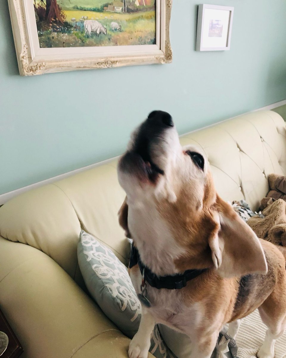 beaglefacts's tweet image. April 22 is #NationalBeagleDay! It’s the anniversary of the date when more than 1000 #beagles came together to set an official world record for the largest single breed dog walk.

Use the hashtag #NationalBeagleDay along with a sassy #beagle photo!