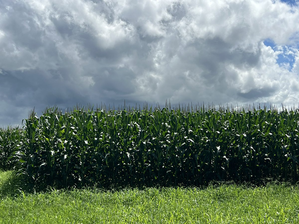 Corn of second season (Safrinha) planted in February in Rondonia state.