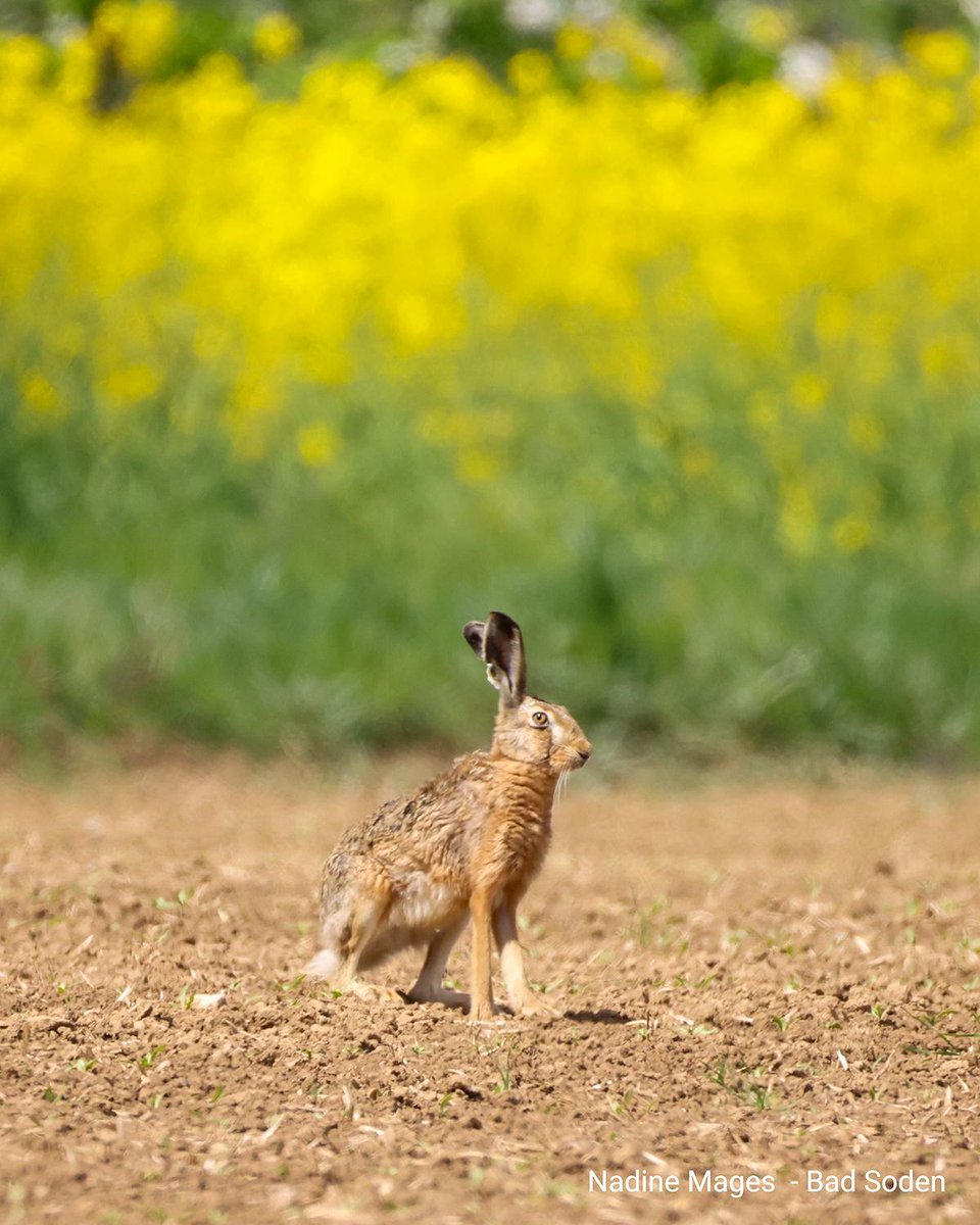 WetterOnline's tweet photo. 🌿 Mitten im Frühlingsgrün unterwegs: Storch, Hase und Graureiher genießen die Ruhe zwischen leuchtenden Rapsfeldern. 🟡 Und sogar ein Schwalbenschwanz flattert vorbei – mehr Frühling geht kaum!

#Frühling #Naturmomente #Wildtiere #Rapsfeld #Deutschland https://t.co/Z5vRcQilIk