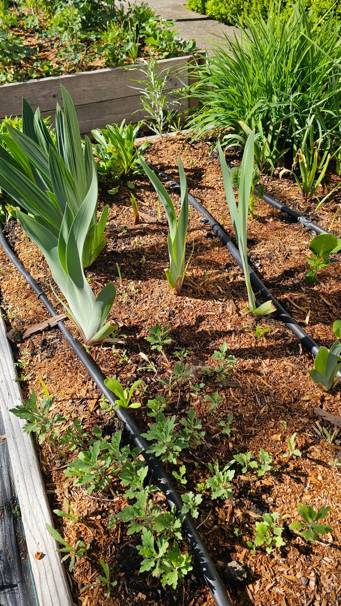 dripworksusa's tweet image. It starts with a seed, a little patience, and a lot of care 💧🌿
The rest? Your garden does the magic. We’ll help you keep it going. Learn more, Grow more with Dripworks.com
#GardenGoals #DripIrrigation #GrowSmart