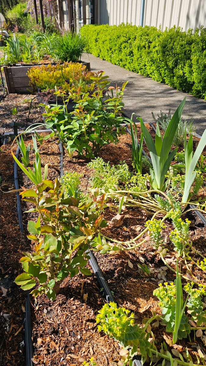 dripworksusa's tweet image. It starts with a seed, a little patience, and a lot of care 💧🌿
The rest? Your garden does the magic. We’ll help you keep it going. Learn more, Grow more with Dripworks.com
#GardenGoals #DripIrrigation #GrowSmart