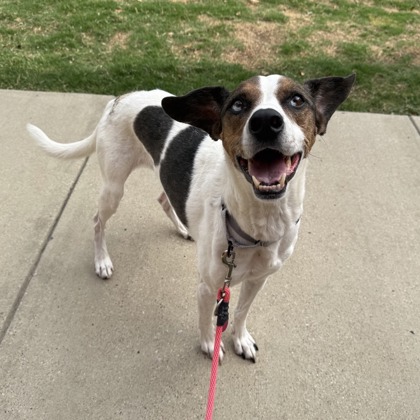 SPCA of Texas tweet media