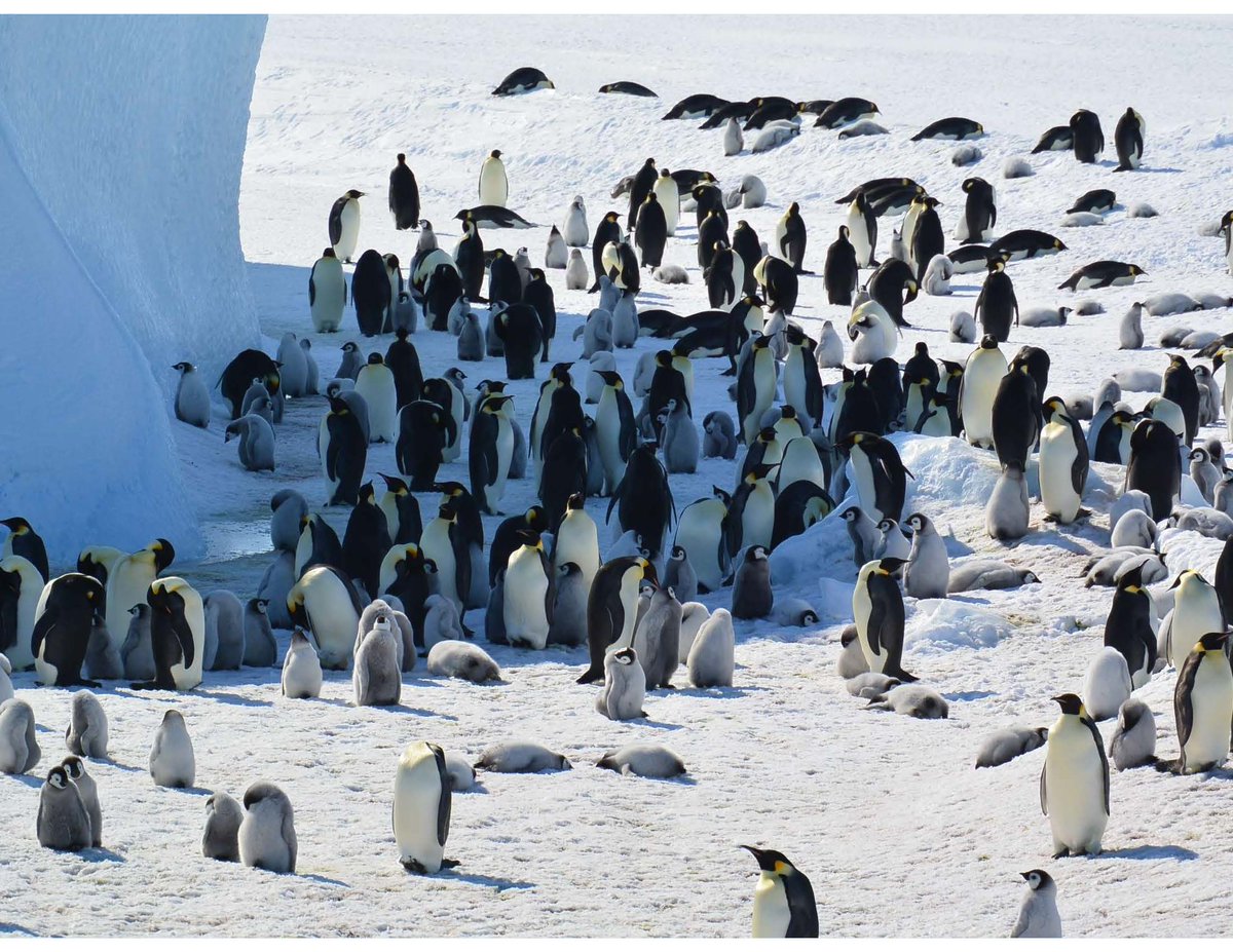 winsontang's tweet image. The Emperor penguin and Antarctic fur seal have officially been designated as endangered due to climate change. Urgent action is needed to protect these iconic species and their habitats. Let's advocate for a sustainable future! #ClimateAction #Biodiversity