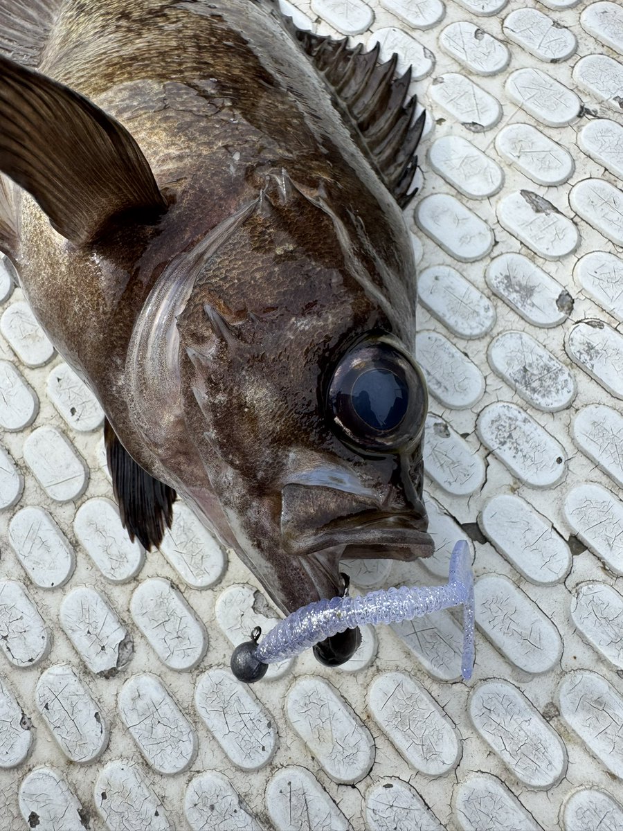 🐟️フィッシングガイド勝栄丸🎣🚢 tweet media