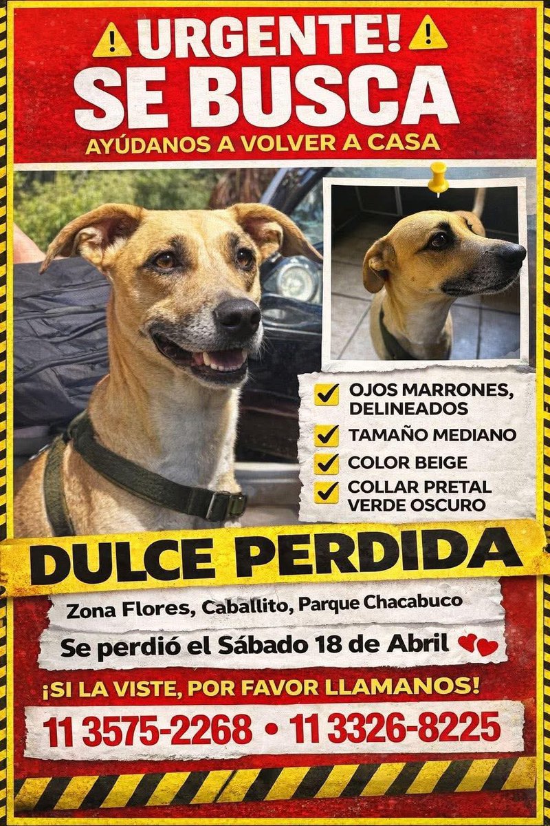 quetamirando's tweet photo. Continúan sin noticias.
POR FAVOR SI LA VISTE, RETENELA.
Todo dato sirve, su familia está desesperada.
#perrosperdidos https://t.co/20IguKWgxn