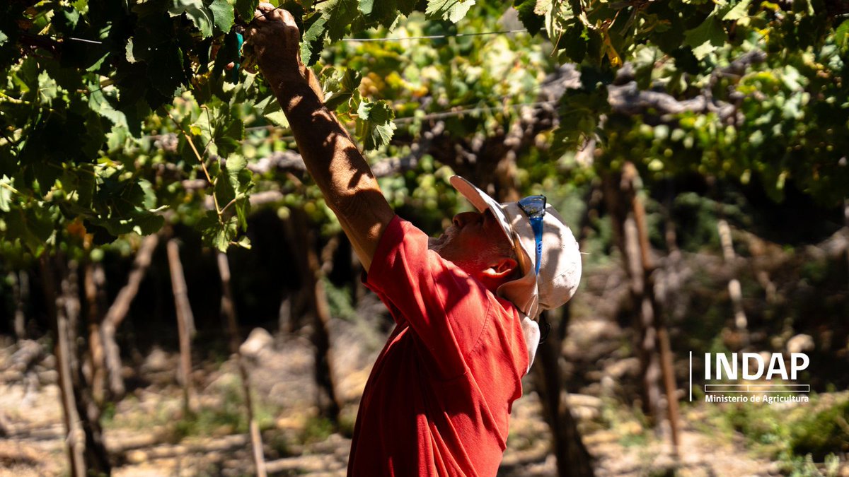 INDAPAtacama's tweet photo. Como #INDAP valoramos y reconocemos el trabajo los agricultores familiares de nuestra región de #Atacama 👨‍🌾👩‍🌾. Son ellos quienes día a día cuidan el suelo, el agua y la biodiversidad, produciendo alimentos de manera sustentable para todas y todos. 🌱 https://t.co/jhbqkfQujE