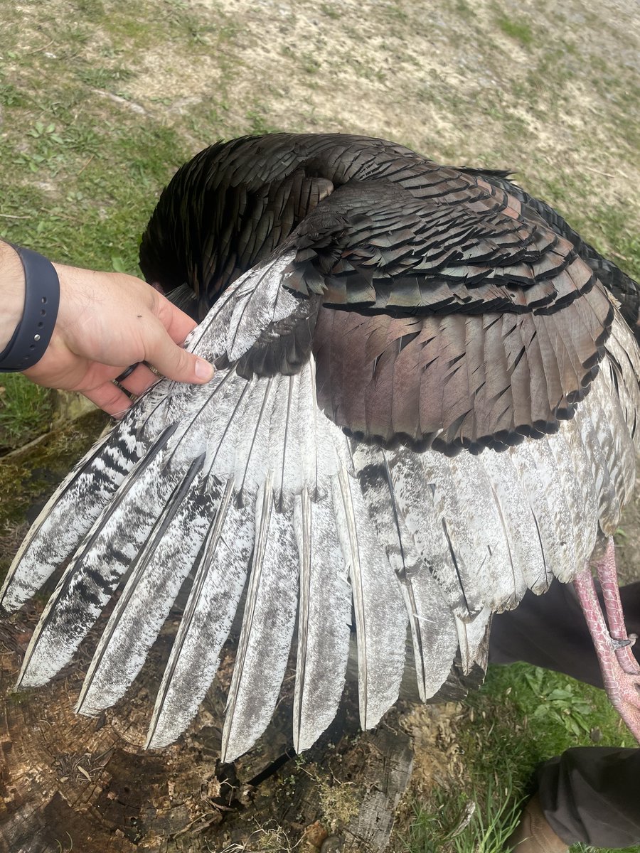 wildturkeyDNA tweet media