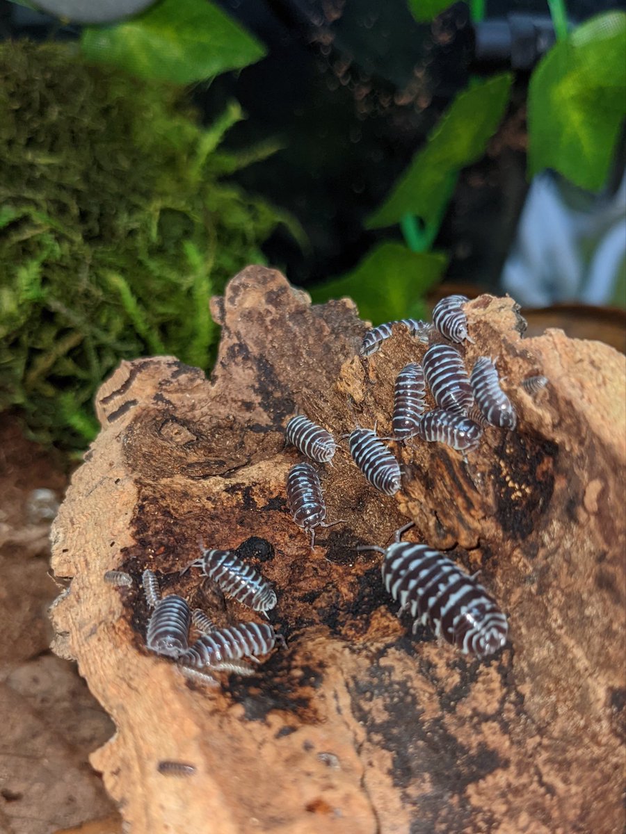 Alveus Sanctuary tweet media