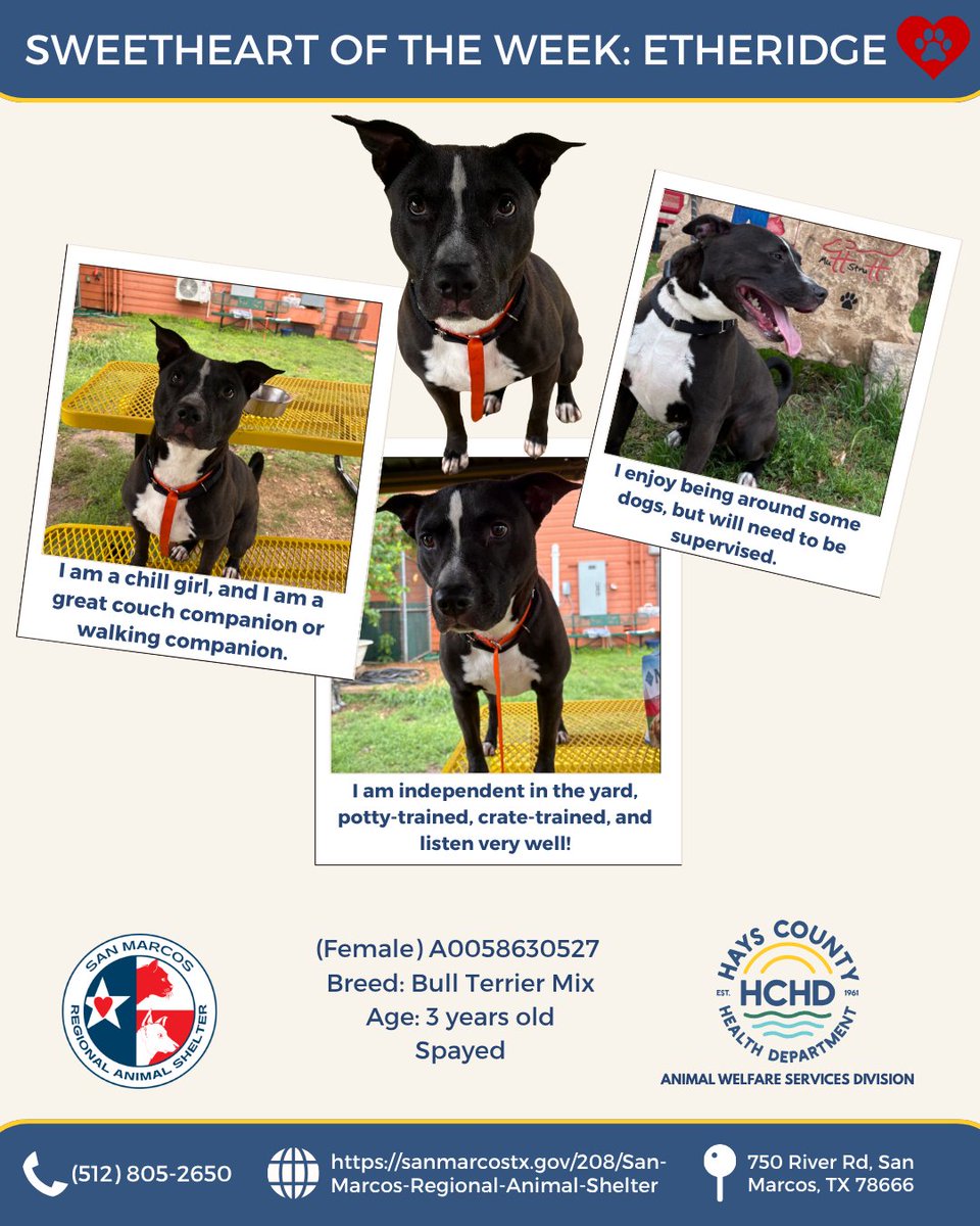 HaysCoHealth's tweet photo. Our sweethearts this week are currently on the euthanasia list and have a deadline by tomrrow at 7 PM, Adoption fees are FREE! We have Ruger, Etheridge, and Duke, who are all waiting patiently for their forever homes!

Find them at the San Marcos Regional Animal Shelter! https://t.co/9ipsjpXg43