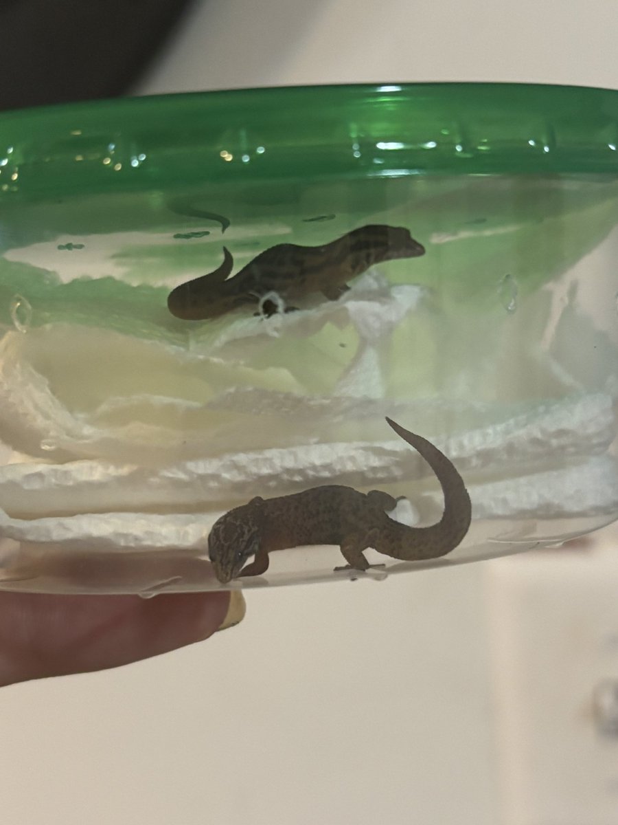loresgeckos's tweet photo. I actually can’t believe how small the Sphaerodactylus Macrolepis are !! So cute #microgeckos #geckos #raregeckos #reptiles #reptilebreeder https://t.co/Uv6I3gwJuQ