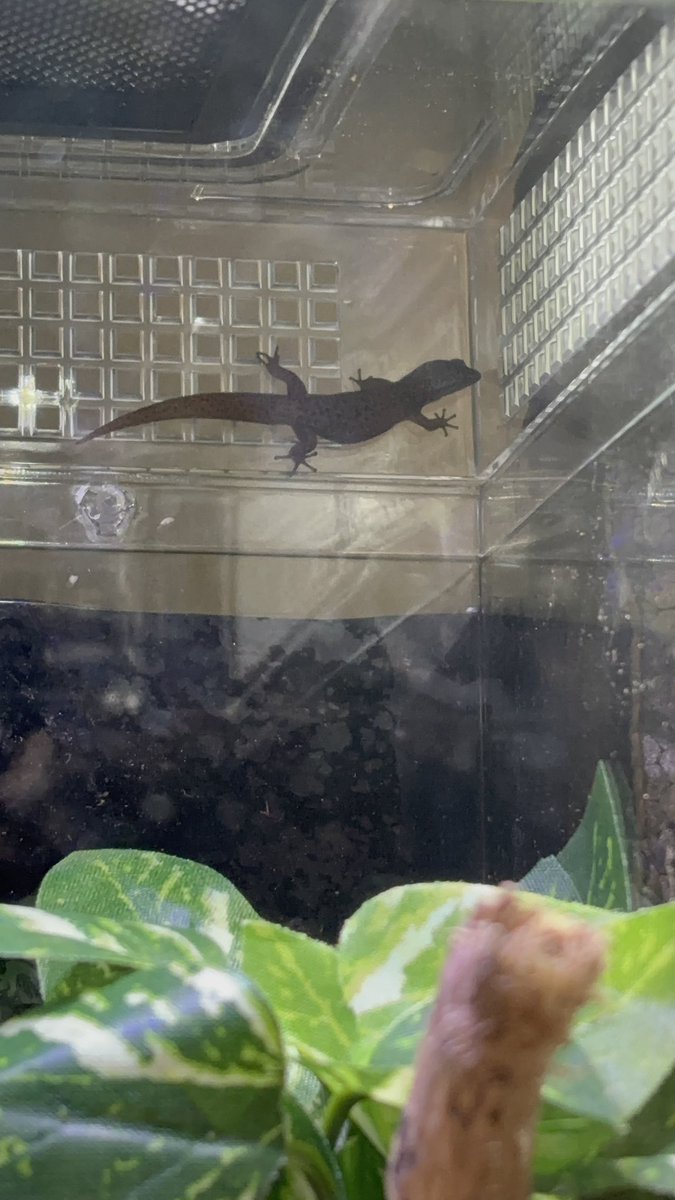 loresgeckos's tweet photo. Google says “ground-dwelling geckos”, but my male begs to differ #microgeckos #geckos #raregeckos #reptiles https://t.co/DSmiHZuUwY