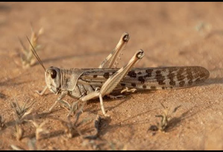 Azmat Sheikh tweet media