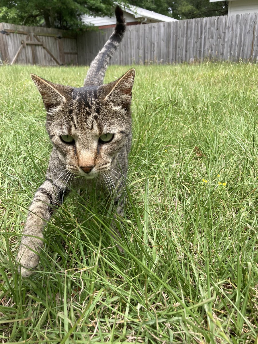 dahhne𖧵 tweet media