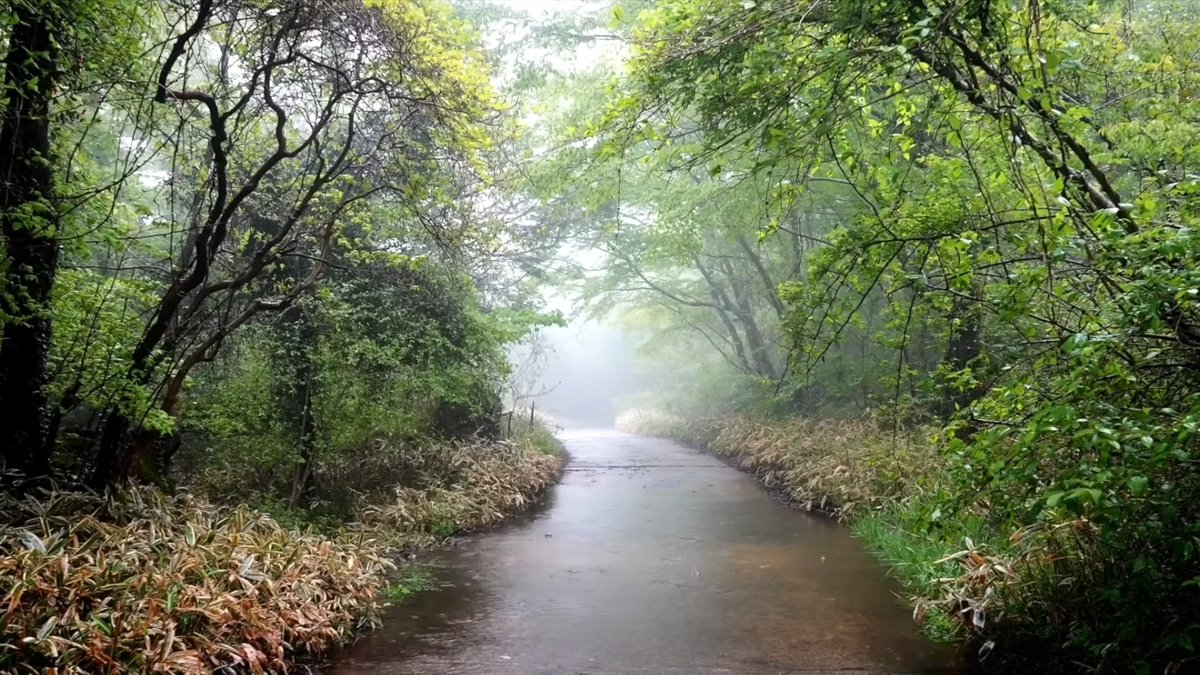 Acustisaurios Band tweet media