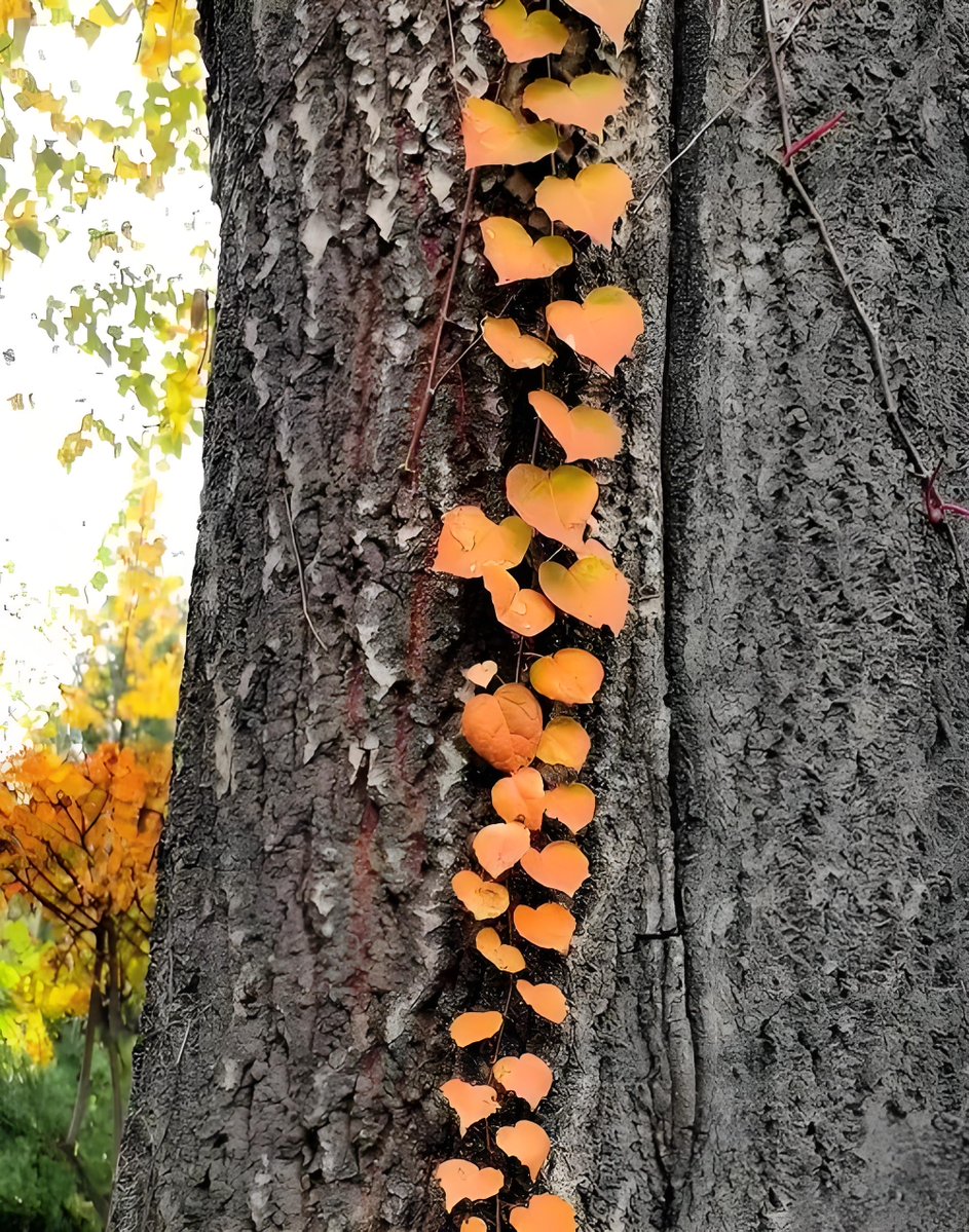 Asif Surti tweet media