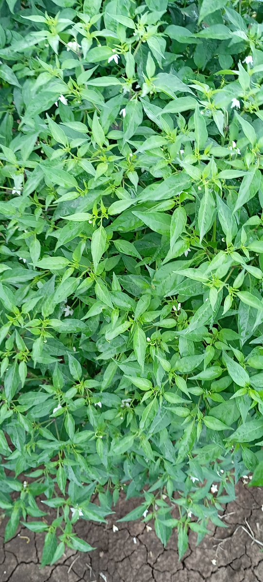 لقمان ☕الجزء الرابع والاخير ☕ tweet media