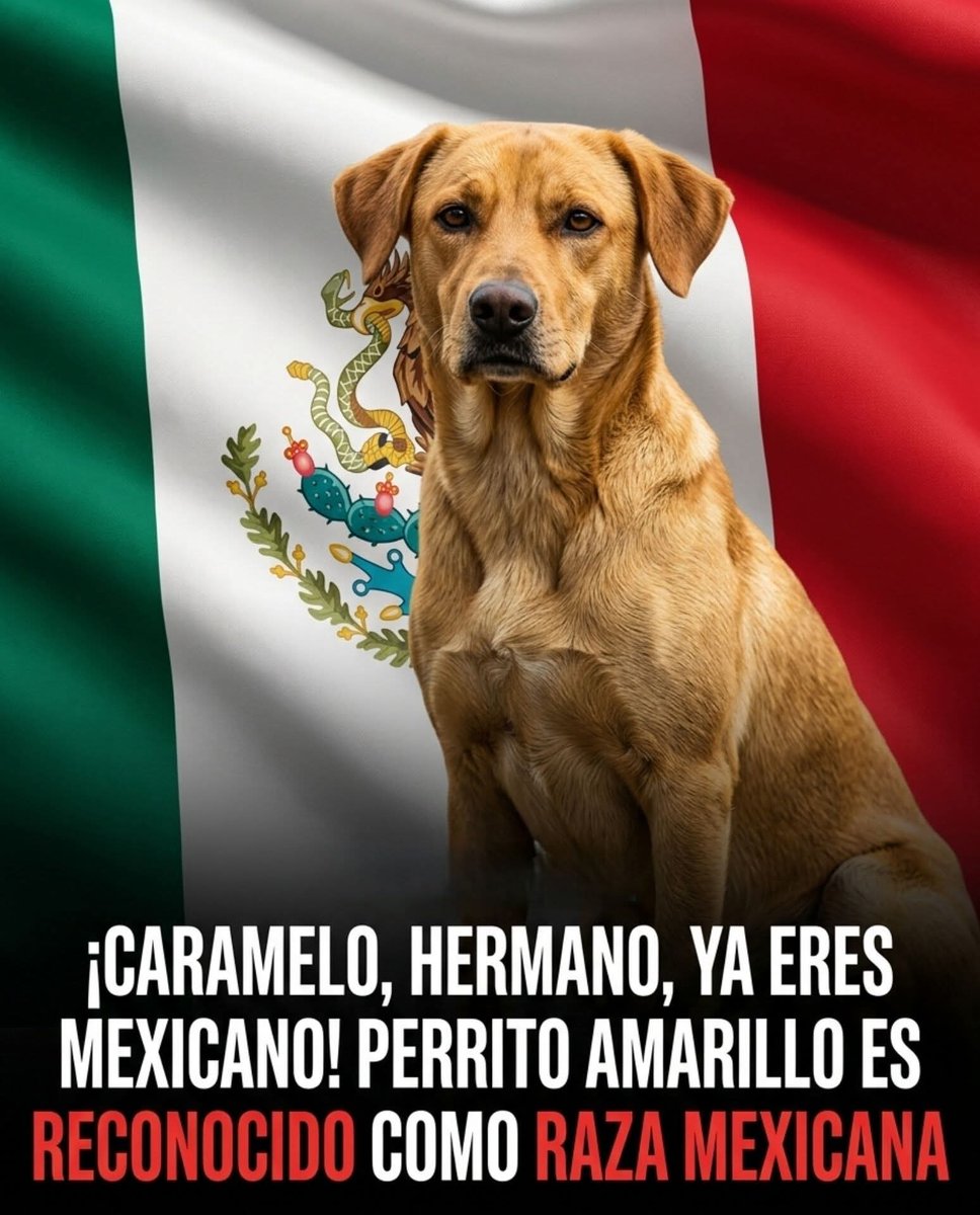 #BuenosDías !Es oficial! El famoso perrito "amarillo" que todos vemos en la calle, ha sido reconocido por la Procuraduría de Protección Ambiental del Estado de  #México (#PROPAEM) como una raza mexicana, ahora conocida como "Caramelo".
#FelizMiércoles 
Yo tengo varios :)